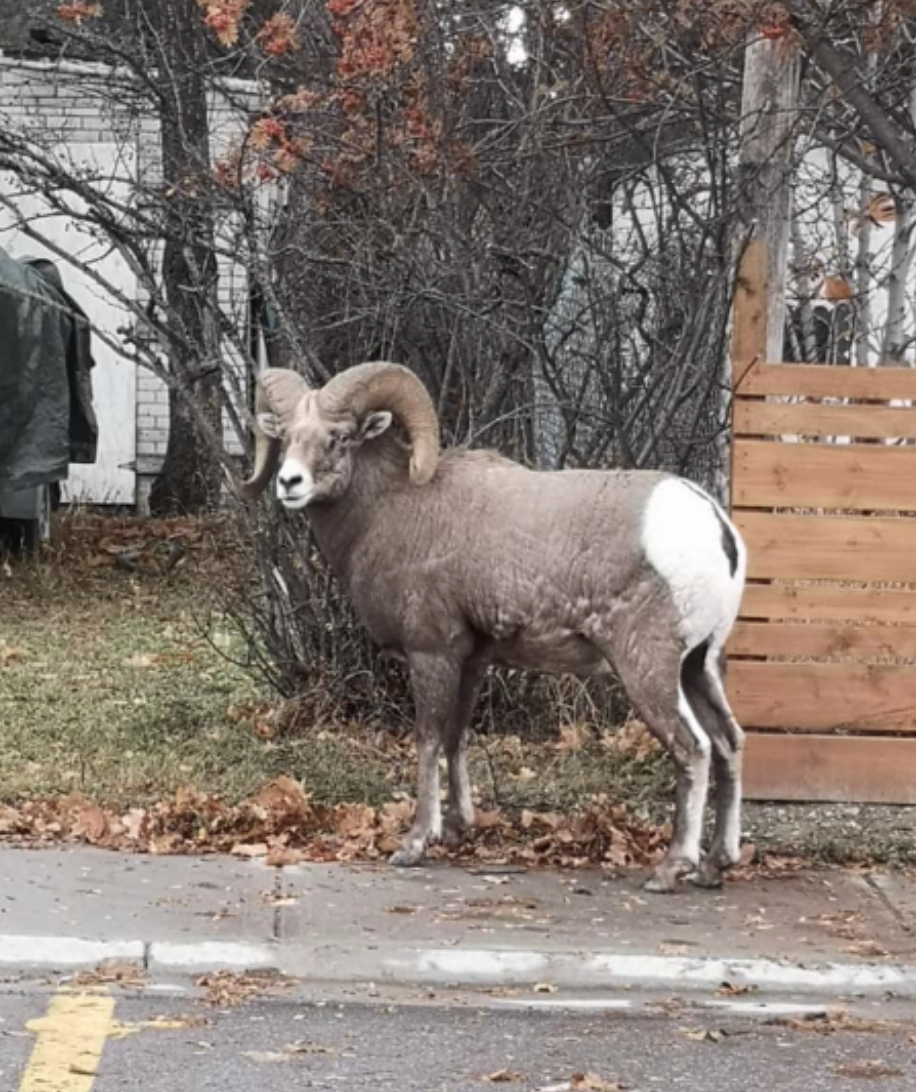 Bighorn sheep spotting in a neighbourhood in Radium Hot Springs, BC.